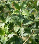 Stachelblättrige Duftblüte - Osmanthus heterophyllus