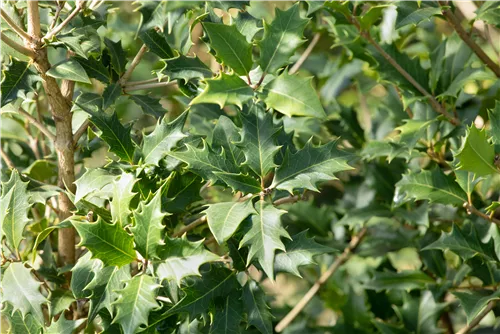 Stachelblättrige Duftblüte - Osmanthus heterophyllus