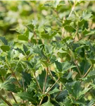 Stachelblättrige Duftblüte - Osmanthus heterophyllus