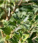 Stachelblättrige Duftblüte - Osmanthus heterophyllus