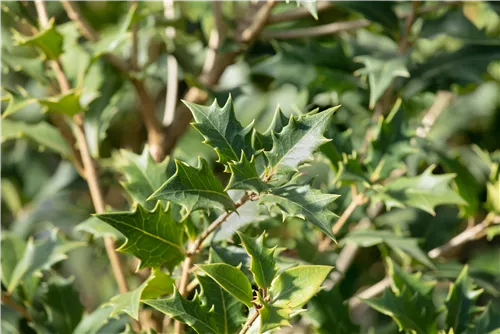 Stachelblättrige Duftblüte - Osmanthus heterophyllus