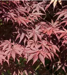 Roter Fächerahorn 'Bloodgood' - Acer palmatum 'Bloodgood' - Ziergehölze