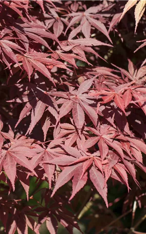 Acer palmatum 'Bloodgood' - Ziergehölze