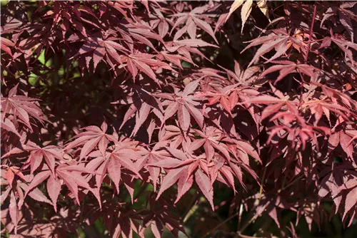 Roter Fächerahorn 'Bloodgood' - Acer palmatum 'Bloodgood' - Ziergehölze