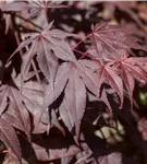 Roter Fächerahorn 'Bloodgood' - Acer palmatum 'Bloodgood' - Ziergehölze