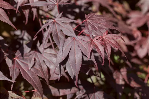 Roter Fächerahorn 'Bloodgood' - Acer palmatum 'Bloodgood' - Ziergehölze