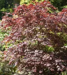 Roter Fächerahorn 'Bloodgood' - Acer palmatum 'Bloodgood' - Ziergehölze