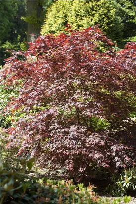 Roter Fächerahorn 'Bloodgood' - Acer palmatum 'Bloodgood' - Ziergehölze