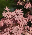 Roter Fächerahorn 'Bloodgood' - Acer palmatum 'Bloodgood' - Ziergehölze