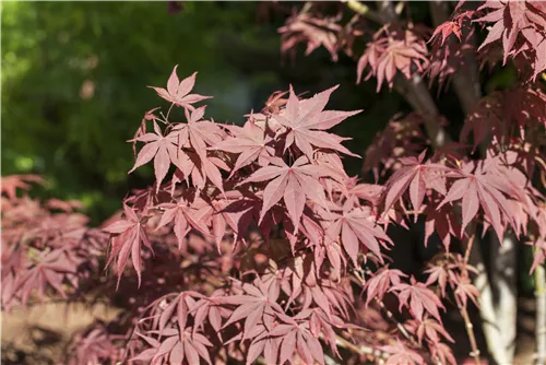 Roter Fächerahorn 'Bloodgood' - Acer palmatum 'Bloodgood' - Ziergehölze