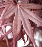 Roter Fächerahorn 'Bloodgood' - Acer palmatum 'Bloodgood' - Ziergehölze