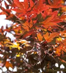 Roter Fächerahorn 'Bloodgood' - Acer palmatum 'Bloodgood' - Ziergehölze