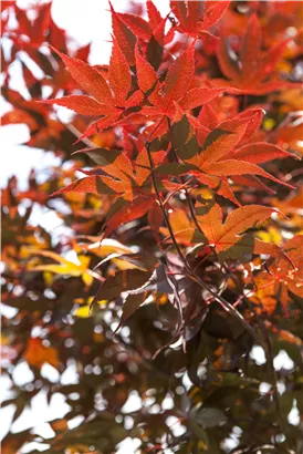 Roter Fächerahorn 'Bloodgood' - Acer palmatum 'Bloodgood' - Ziergehölze