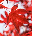 Roter Fächerahorn 'Bloodgood' - Acer palmatum 'Bloodgood' - Ziergehölze