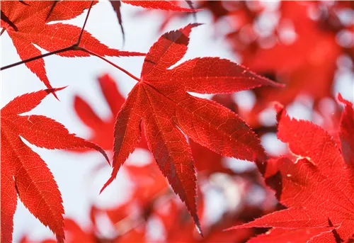 Roter Fächerahorn 'Bloodgood' - Acer palmatum 'Bloodgood' - Ziergehölze