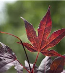 Roter Fächerahorn 'Bloodgood' - Acer palmatum 'Bloodgood' - Ziergehölze