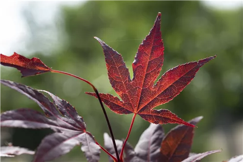 Roter Fächerahorn 'Bloodgood' - Acer palmatum 'Bloodgood' - Ziergehölze