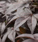 Roter Fächerahorn 'Bloodgood' - Acer palmatum 'Bloodgood' - Ziergehölze