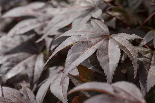 Roter Fächerahorn 'Bloodgood' - Acer palmatum 'Bloodgood' - Ziergehölze