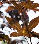 Roter Fächerahorn 'Bloodgood' - Acer palmatum 'Bloodgood' - Ziergehölze