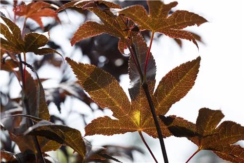 Roter Fächerahorn 'Bloodgood' - Acer palmatum 'Bloodgood' - Ziergehölze