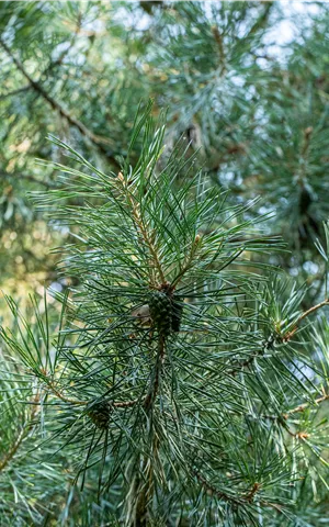 Pinus cembra