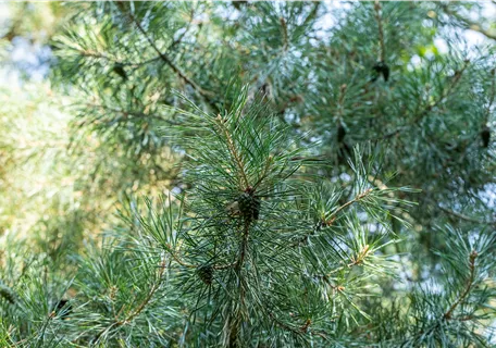 Pinus cembra - Zirbelkiefer