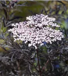 Schwarzer Holunder 'Black Lace' -R--S- - Sambucus nigra 'Black Lace' -R--S-