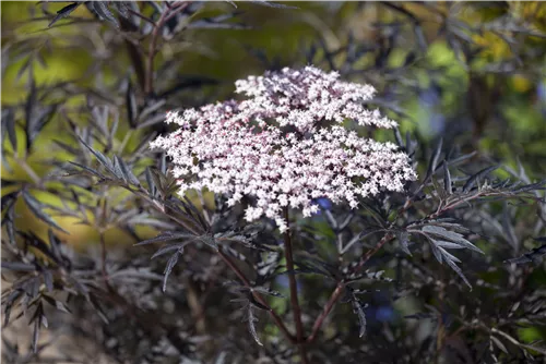 Schwarzer Holunder 'Black Lace' -R--S- - Sambucus nigra 'Black Lace' -R--S-