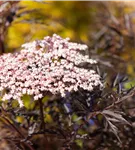 Schwarzer Holunder 'Black Lace' -R--S- - Sambucus nigra 'Black Lace' -R--S-