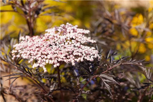 Schwarzer Holunder 'Black Lace' -R--S- - Sambucus nigra 'Black Lace' -R--S-