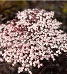 Schwarzer Holunder 'Black Lace' -R--S- - Sambucus nigra 'Black Lace' -R--S-