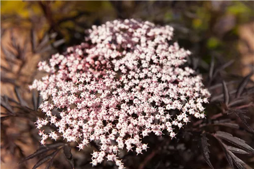 Schwarzer Holunder 'Black Lace' -R--S- - Sambucus nigra 'Black Lace' -R--S-