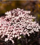 Schwarzer Holunder 'Black Lace' -R--S- - Sambucus nigra 'Black Lace' -R--S-