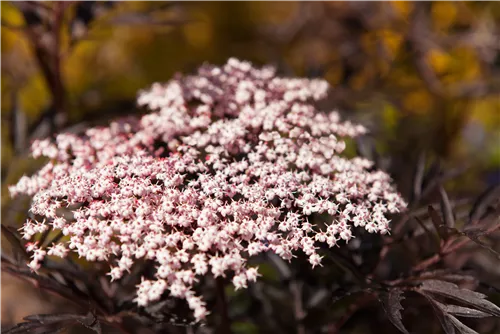 Schwarzer Holunder 'Black Lace' -R--S- - Sambucus nigra 'Black Lace' -R--S-