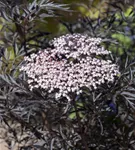 Schwarzer Holunder 'Black Lace' -R--S- - Sambucus nigra 'Black Lace' -R--S-