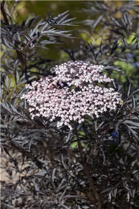 Schwarzer Holunder 'Black Lace' -R--S- - Sambucus nigra 'Black Lace' -R--S-