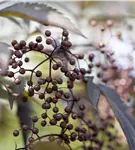 Schwarzer Holunder 'Black Lace' -R--S- - Sambucus nigra 'Black Lace' -R--S-