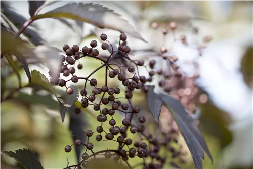 Schwarzer Holunder 'Black Lace' -R--S- - Sambucus nigra 'Black Lace' -R--S-