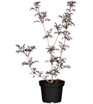 Schwarzer Holunder 'Black Lace' -R--S- - Sambucus nigra 'Black Lace' -R--S-