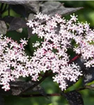 Schwarzer Holunder 'Black Lace' -R--S- - Sambucus nigra 'Black Lace' -R--S-