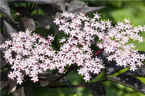 Schwarzer Holunder 'Black Lace' -R--S- - Sambucus nigra 'Black Lace' -R--S-