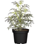 Schwarzer Holunder 'Black Lace' -R--S- - Sambucus nigra 'Black Lace' -R--S-