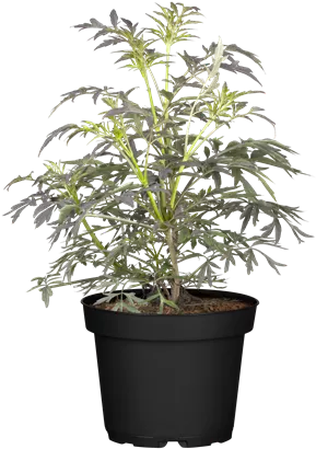 Schwarzer Holunder 'Black Lace' -R--S- - Sambucus nigra 'Black Lace' -R--S-