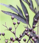 Schwarzer Holunder 'Black Lace' -R--S- - Sambucus nigra 'Black Lace' -R--S-