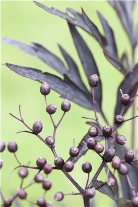 Schwarzer Holunder 'Black Lace' -R--S- - Sambucus nigra 'Black Lace' -R--S-