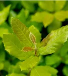 Stein-Eiche - Quercus ilex