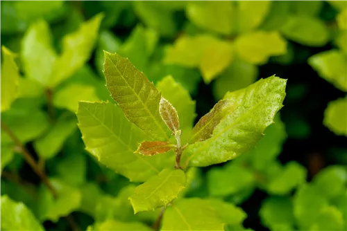 Stein-Eiche - Quercus ilex