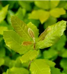 Stein-Eiche - Quercus ilex