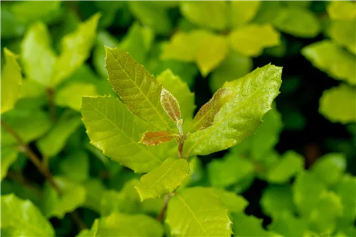 Stein-Eiche - Quercus ilex